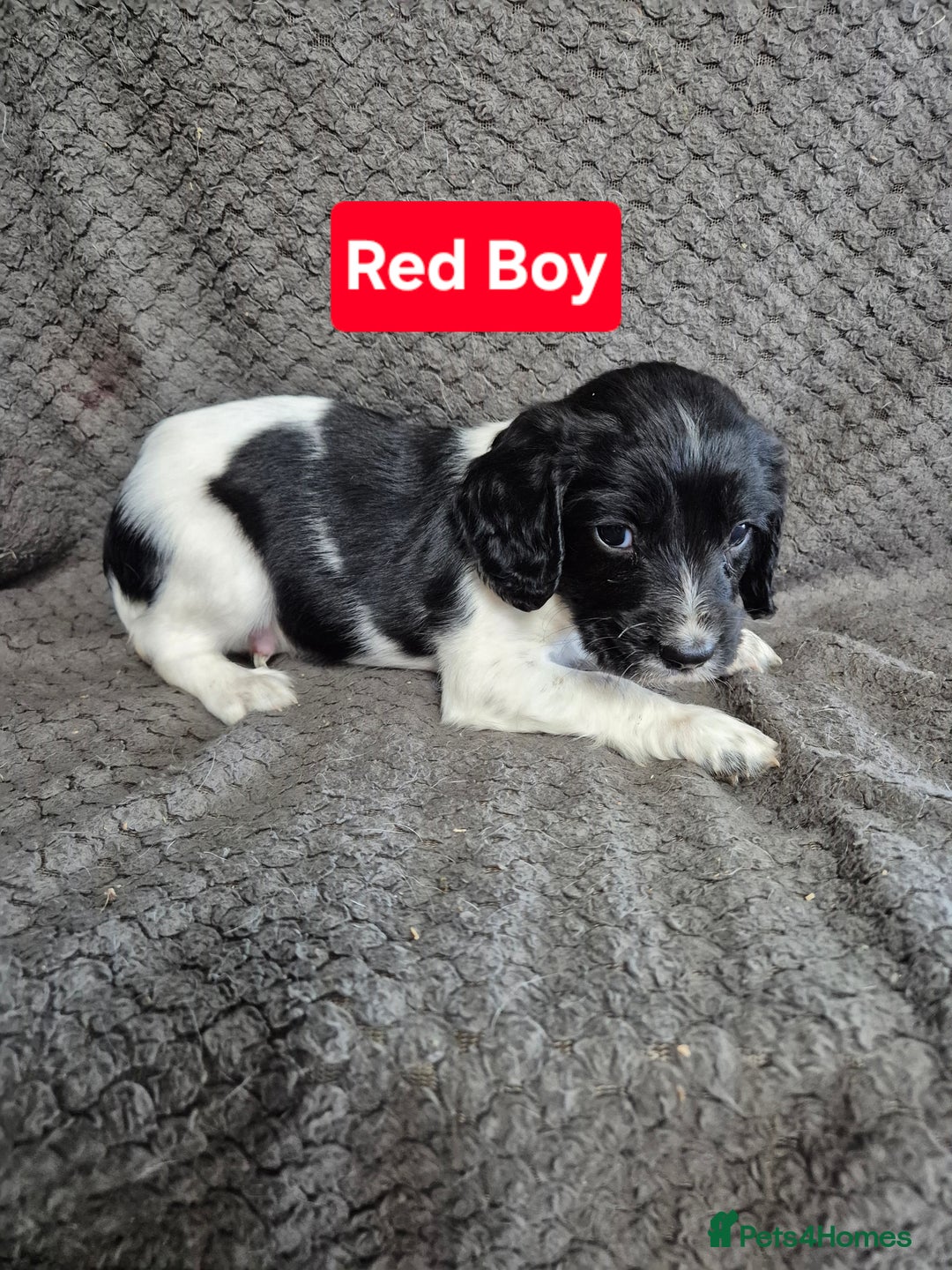English Springer Spaniel dogs for sale: English Springer Spaniel Pups - Image 3