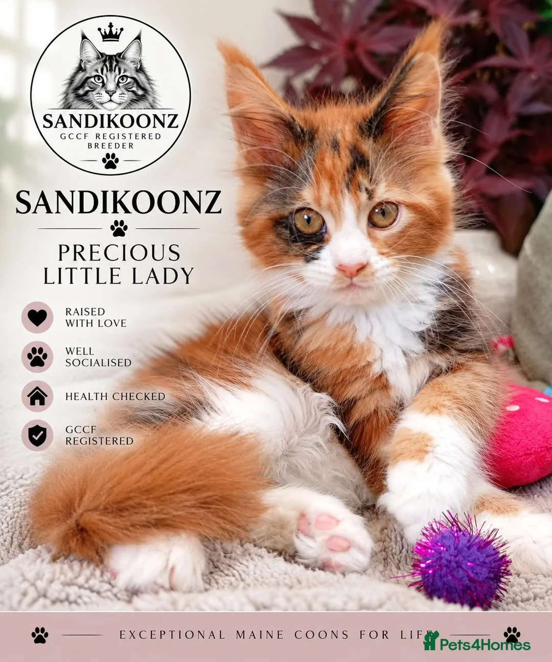 Maine Coon cats for sale: Stunning Female Maine Coon Kitten in Nantwich - Advert 2