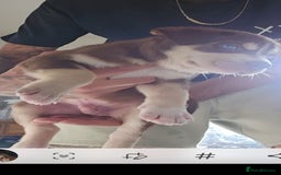 Mixed Breed dogs for sale: siberian husky cross cane corse and stuffy - Image 3