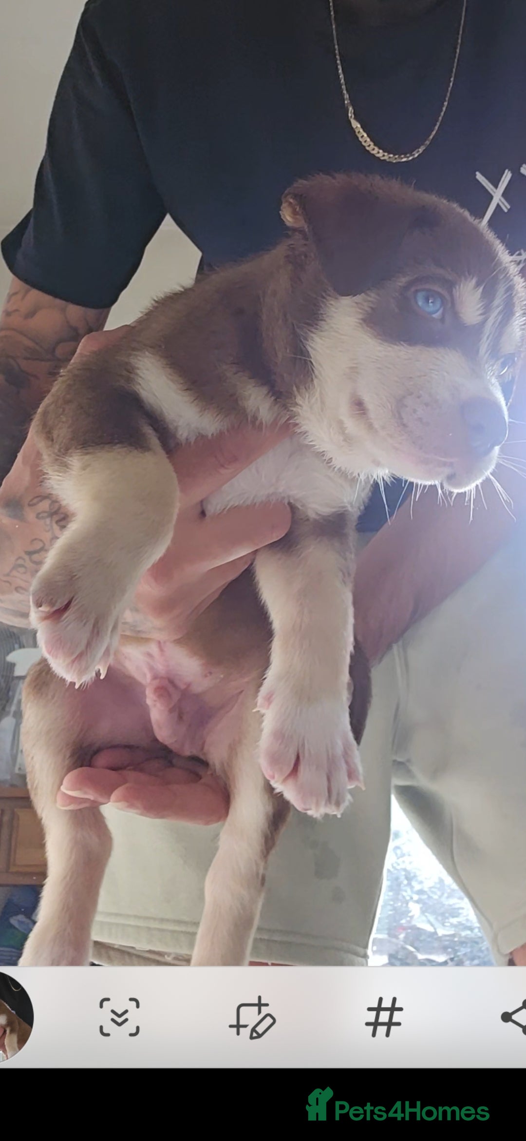 Mixed Breed dogs for sale: siberian husky cross cane corse and stuffy - Image 3