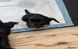 Sprocker dogs for sale: Sprocker spaniels F1 Ready 2nd October - Image 5