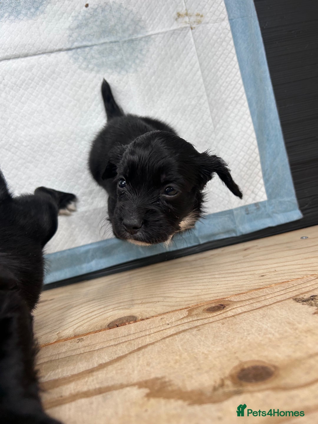 Sprocker dogs for sale: Sprocker spaniels F1 Ready 2nd October - Image 5