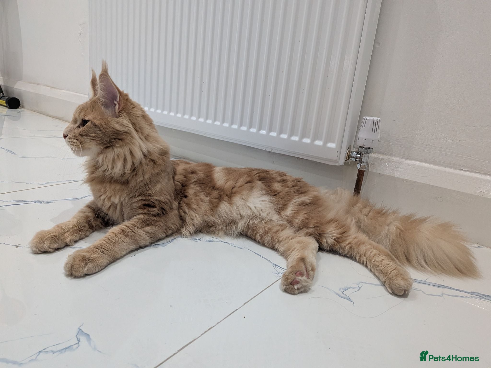 Maine Coon cats Beautiful Mainecoon cat  - Advert 2