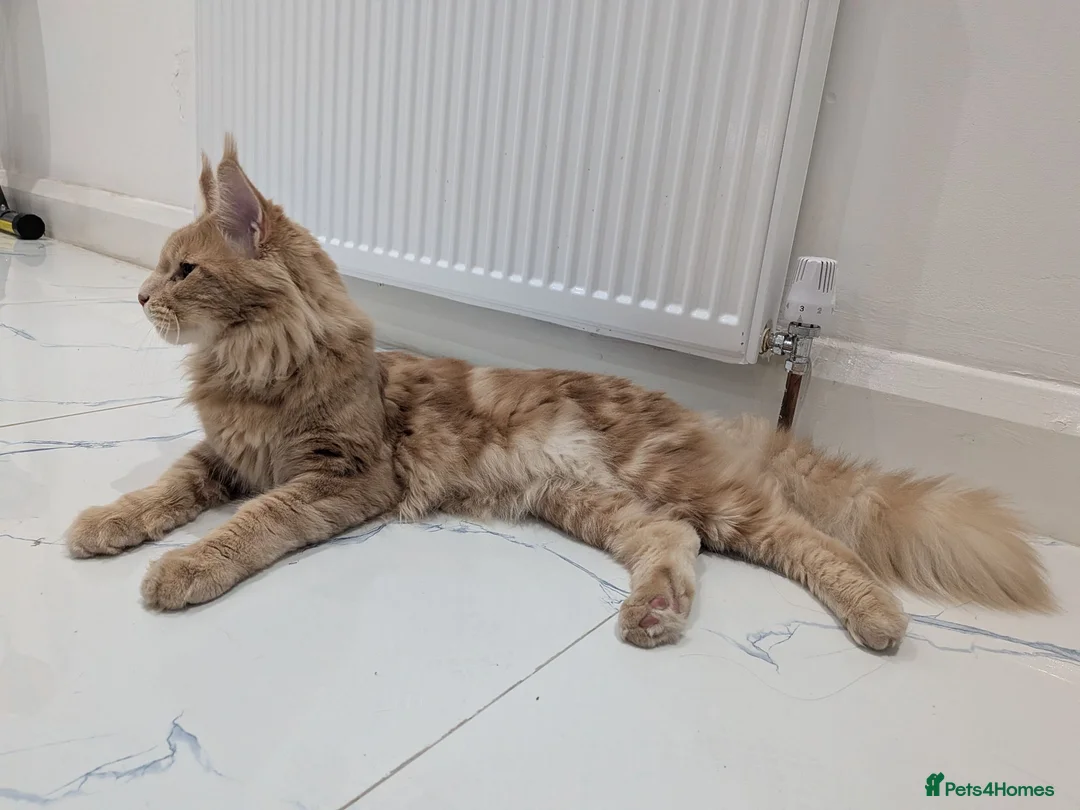 Maine Coon cats for sale: Beautiful Mainecoon cat (comes with everything)  - Advert 2