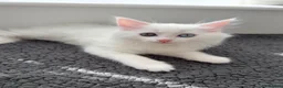 Turkish Angora cats for sale: Cute Turkish Angora x British Shorthair Kitten - Advert 17