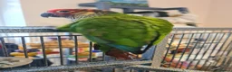 Conures birds for sale: Two bonded hand tame conures - Advert 6