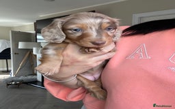 Miniature Dachshund dogs for sale: Exceptional quality long haired mini dachshunds - Image 11