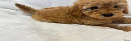 Miniature Poodle dogs for sale: Miniature poodles - Advert 9