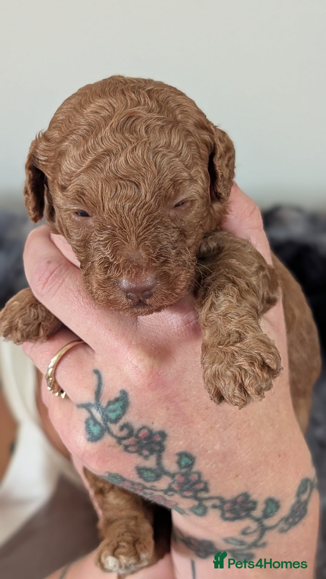 Cavapoo dogs for sale: Beautiful Cavapoo X toy poodle puppies  - Image 30