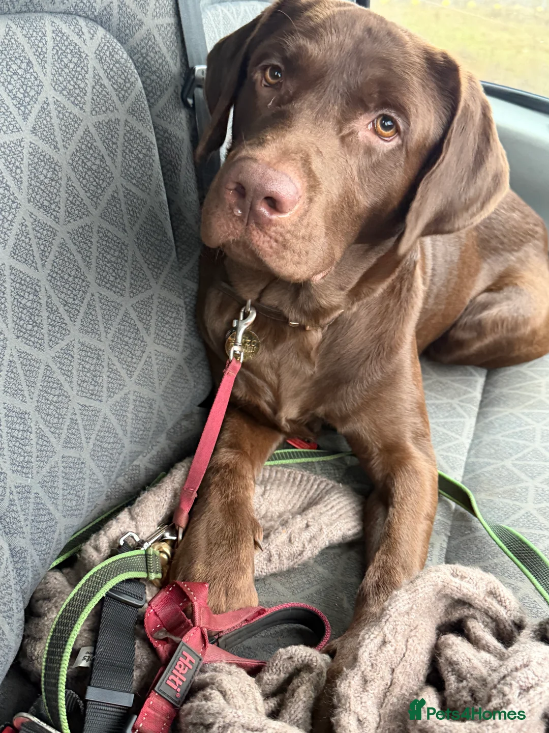 Labrador Retriever dogs for sale: Male chocolate Labrador  - Advert 5