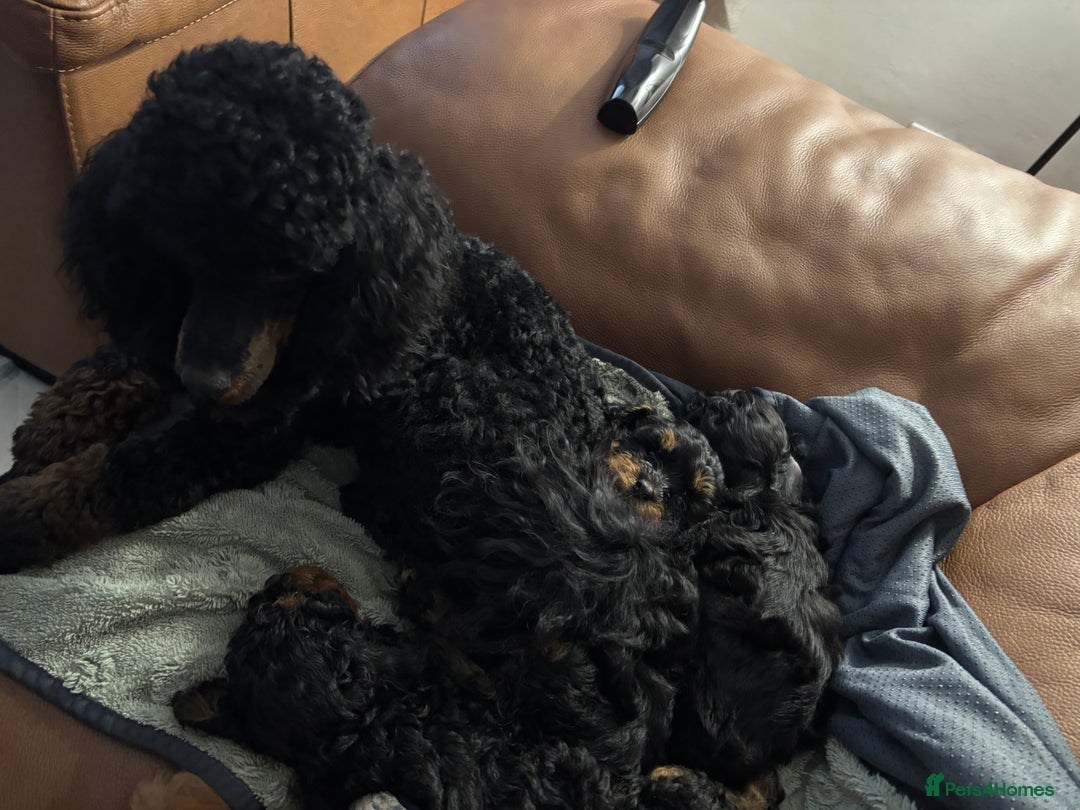 Cavapoochon dogs for sale: Toy Cavapoochons F1B - Advert 11