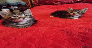 Mixed Breed cats - Advert 7