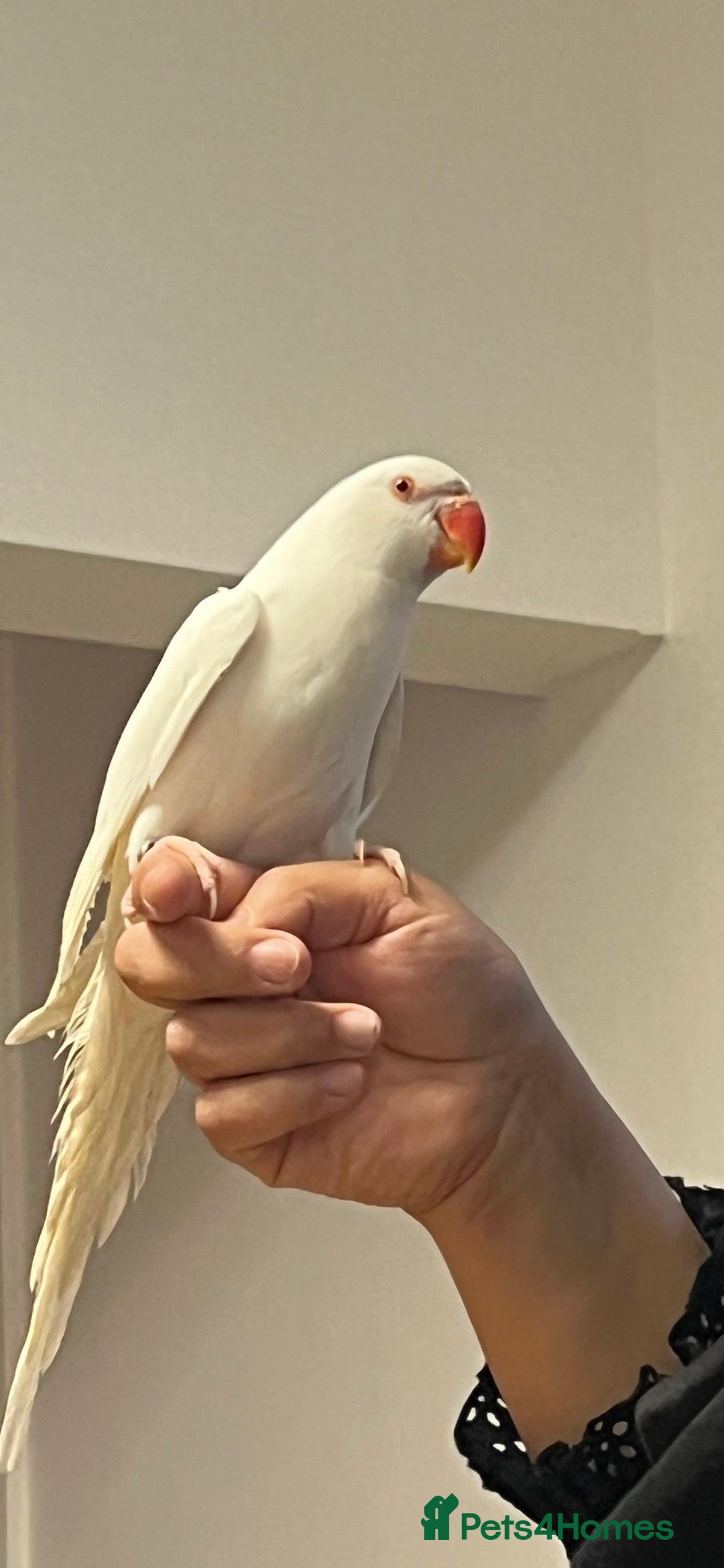 Ringnecks birds for sale: Indian Ringneck Parakeet - Advert 2