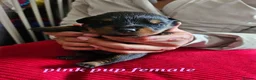 Rottweiler dogs for sale: Pure Pedigree Rottweiler Puppies - Advert 20