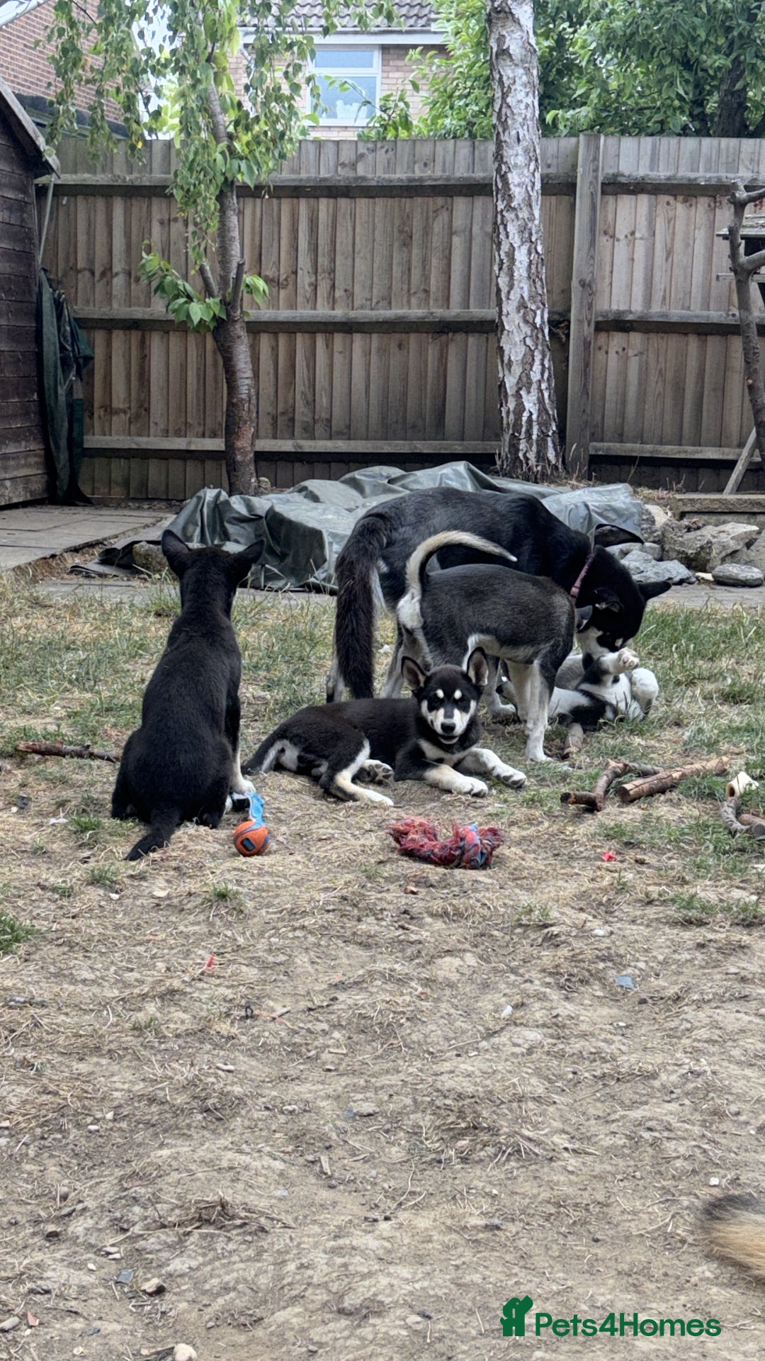 Siberian Husky dogs for sale: 2 female husky pups  - Image 7