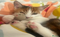 Domestic Shorthair cats for sale: Female Calico - Image 11