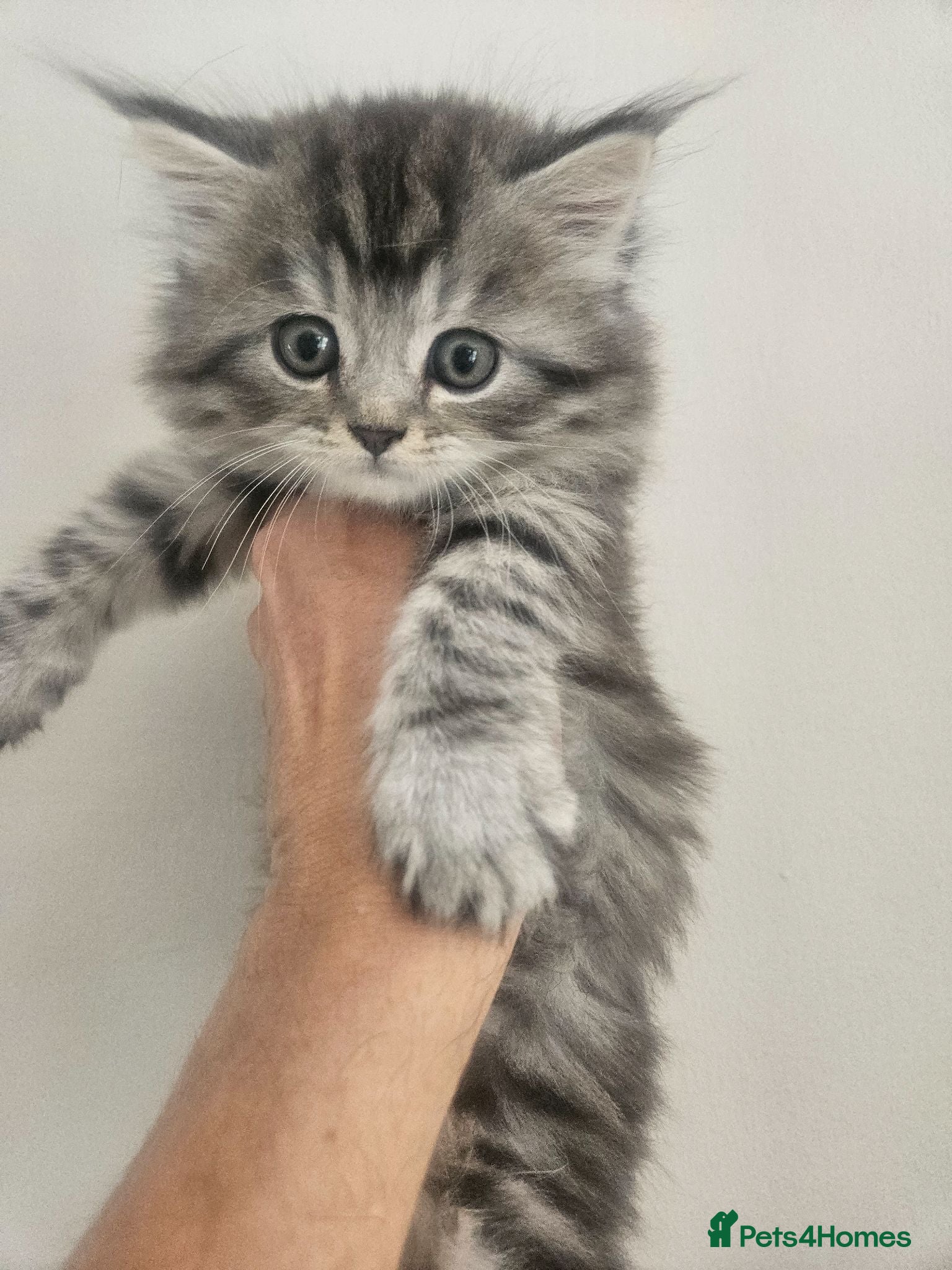 Mixed Breed cats Grey Tabby Persian X - Advert 6