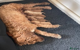 Australian Labradoodle dogs for sale: 100% Pure bred Australian Labradoodle - Image 4