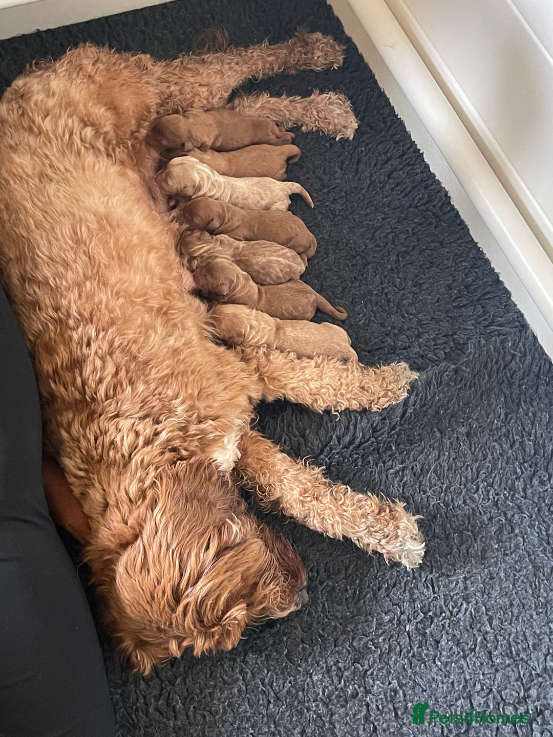 Australian Labradoodle dogs for sale: 100% Pure bred Australian Labradoodle - Image 4