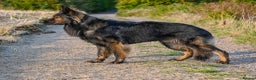 German Shepherd dogs for sale: 🧬Working Line German Shepherds, Full HealthTested - Advert 13