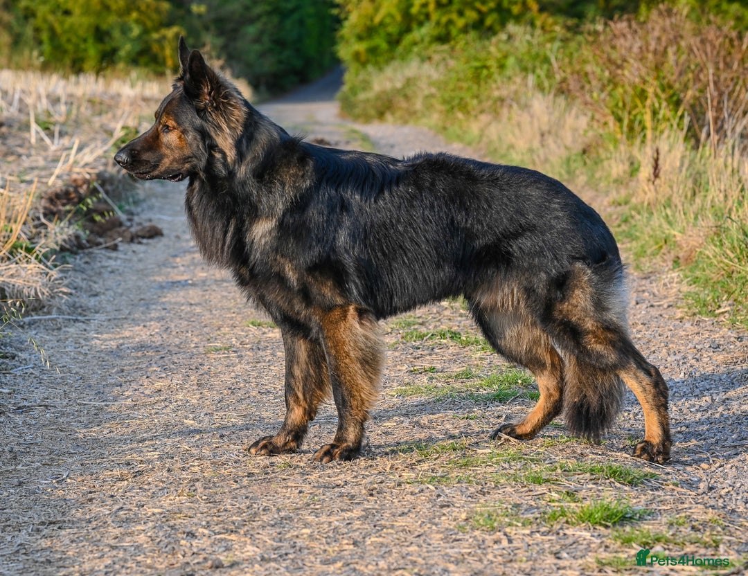 German Shepherd dogs for sale: 🧬Working Line German Shepherds, Full HealthTested - Image 9
