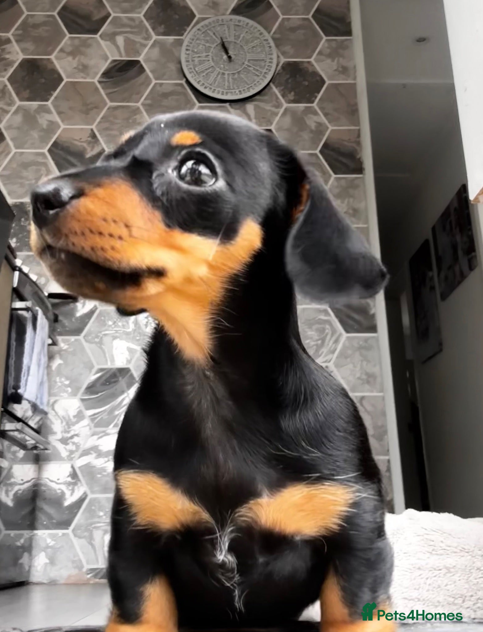 Miniature Dachshund dogs Miniature dachshund - Advert 2