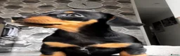 Miniature Dachshund dogs for sale: Miniature dachshund in Benfleet - Advert 6