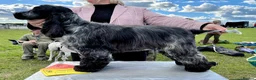 Cocker Spaniel dogs for sale: 6 month KC Show Lines Blue Roan  - Advert 5