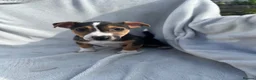 Jack Russell dogs for sale: Jack Russell Puppies - Advert 6