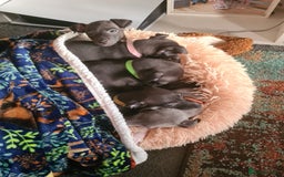 Italian Greyhound dogs for sale: Beautiful italian greyhound  - Image 9