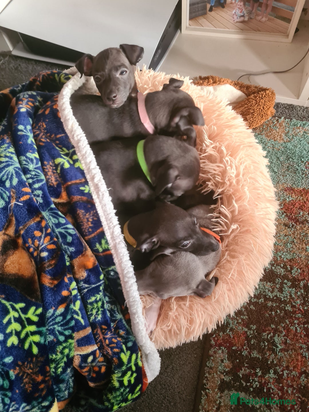 Italian Greyhound dogs for sale: Beautiful italian greyhound  - Image 9