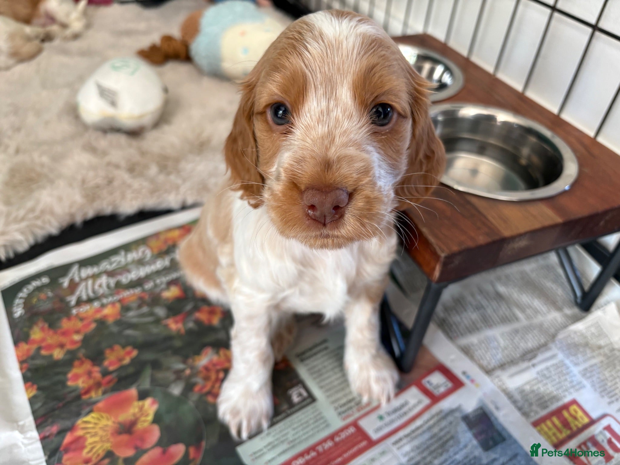 Cocker Spaniel dogs KC Reg, Show Cocker Spaniel pups, 100% clear - Advert 1