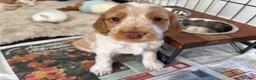 Cocker Spaniel dogs for sale: KC Reg, Show Cocker Spaniel pups, 100% clear - Advert 2
