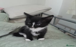 Mixed Breed cats for sale: 5 Beautiful gorgeous kittens 😺😼😻😸😹 - Image 18