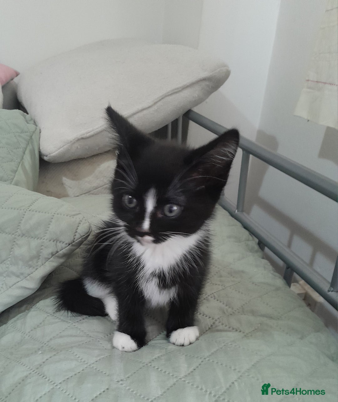 Mixed Breed cats for sale: 5 Beautiful gorgeous kittens 😺😼😻😸😹 - Image 18