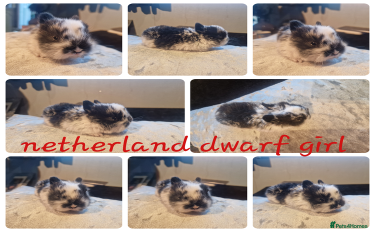 Netherland Dwarf rabbits - Advert 6