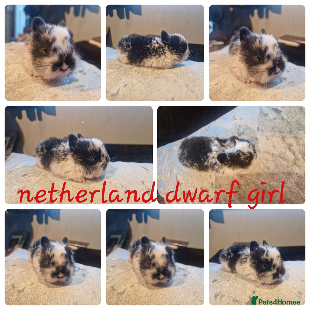 Netherland Dwarf rabbits for sale: Netherland dwarf babies  - Image 1