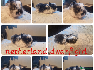 Netherland Dwarf rabbits - Advert 25