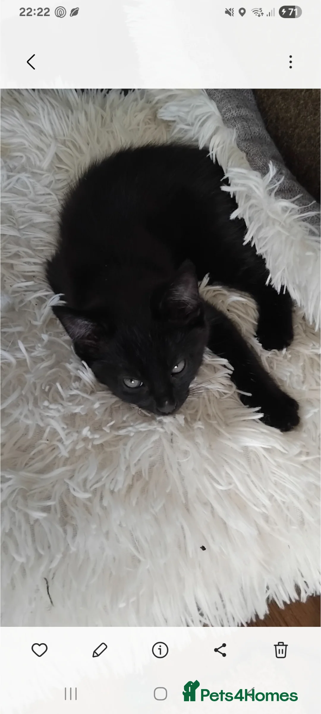 Mixed Breed cats for sale: 4 black all identical male kittens  - Advert 2