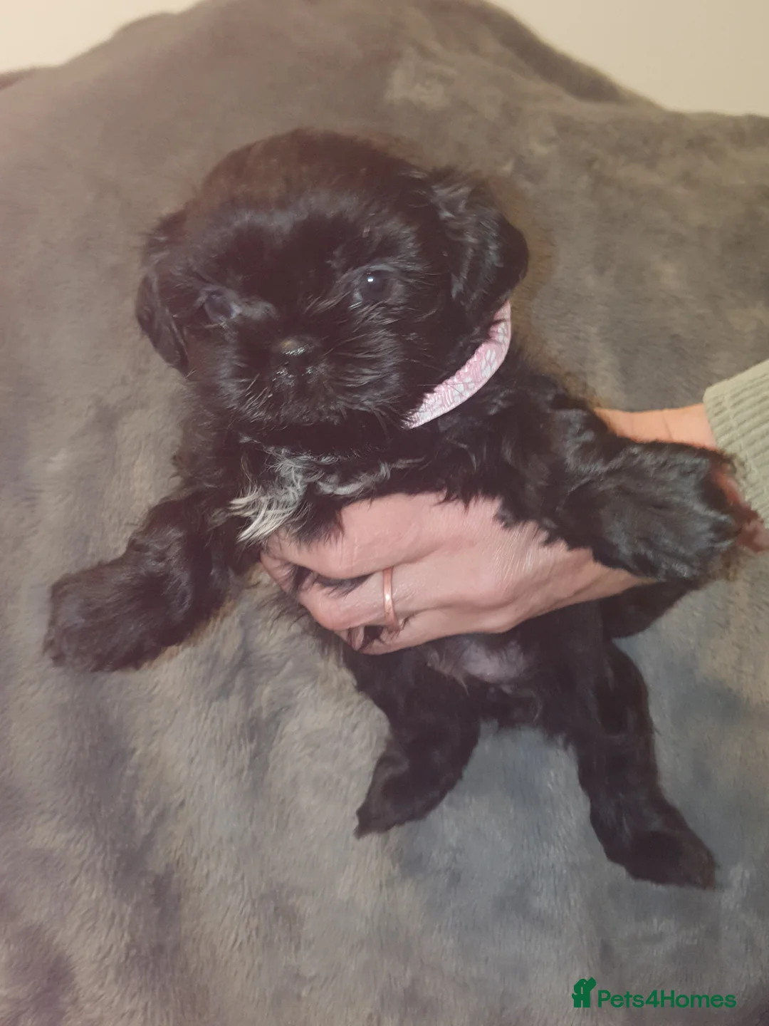 Shih Tzu dogs for sale: 7 shihtzu puppies for sale, merthyr tydfil  - Advert 10