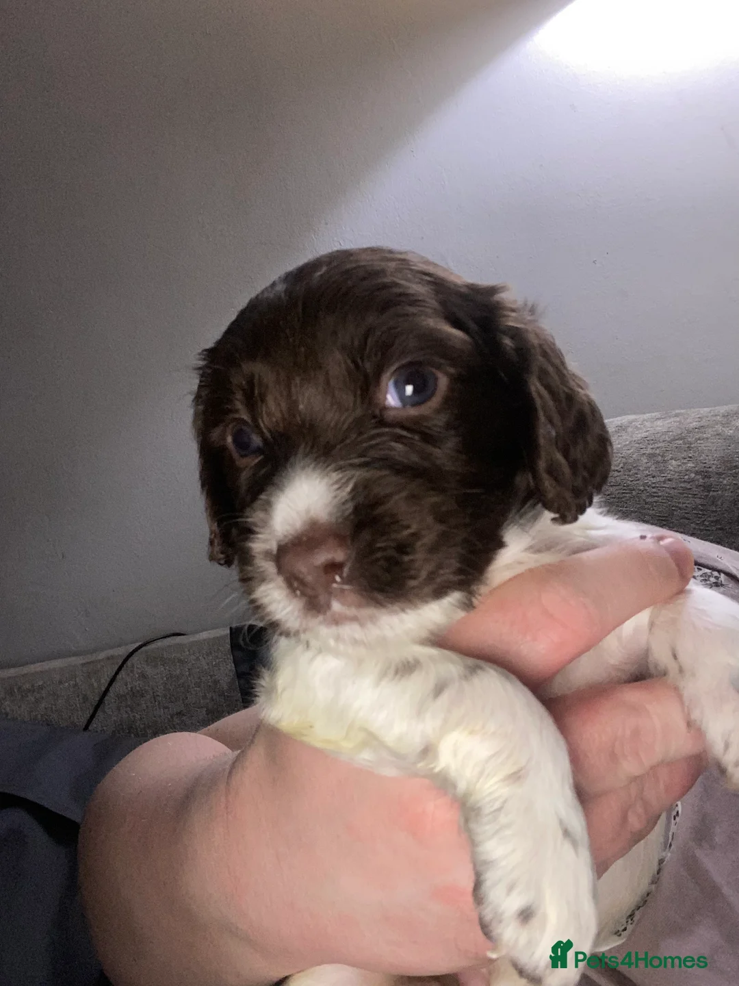 Sprocker dogs for sale: Beautiful Sprocker Puppies Ready 30th December - Advert 26