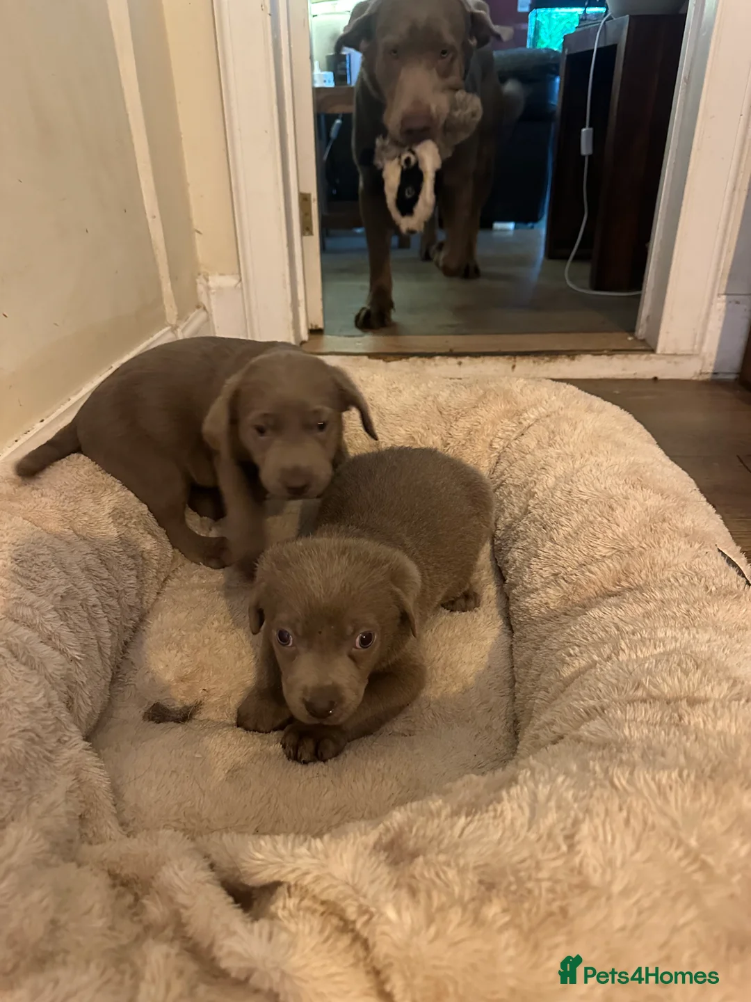 Labrador Retriever dogs for sale: 🔥 KC LABRADOR PUPPIES SILVER CHOCOLATE AND BLACK - Advert 11
