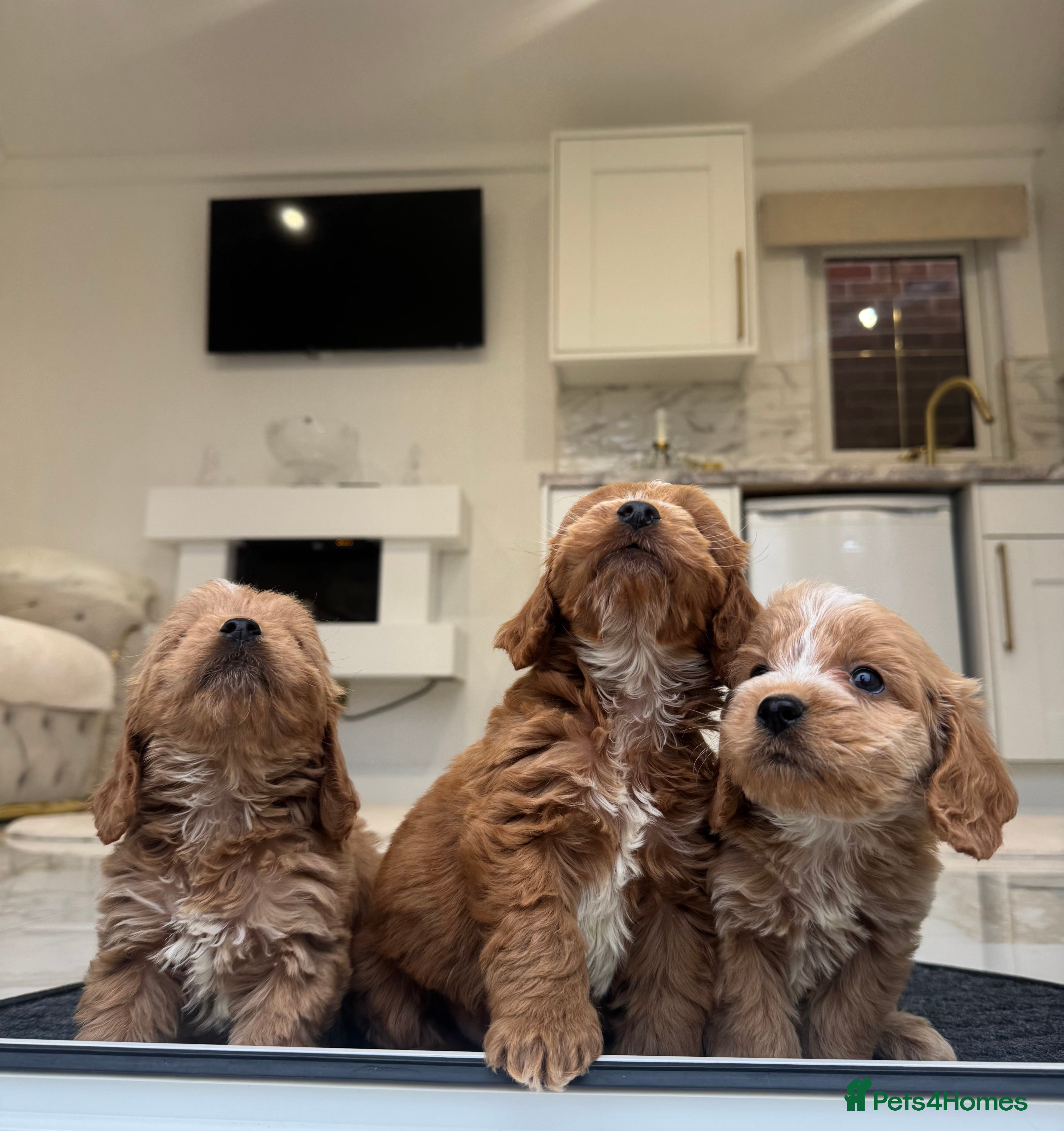 Cockapoo dogs F1 COCKAPOOS pra clear (council lincesed) - Advert 1