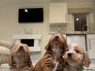 Cockapoo dogs F1 COCKAPOOS pra clear (council lincesed) - Advert 3