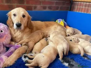 Golden Retriever dogs 10 week old golden retriever - Advert 3