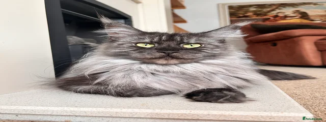 Nova