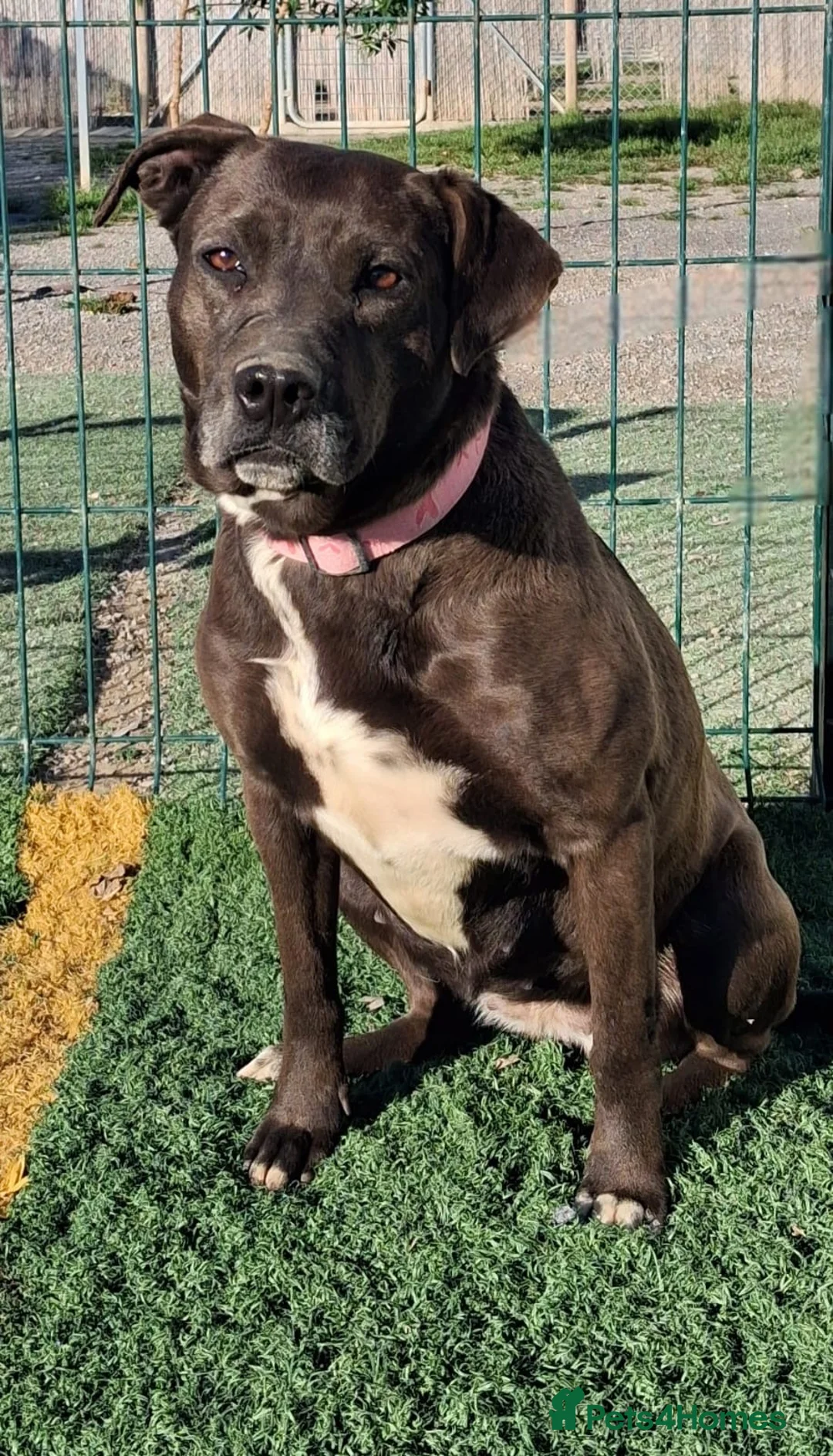 Mixed Breed dogs for adoption: SIRA🚨🐾 in Hengoed - Advert 1