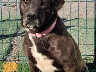 Mixed Breed dogs SIRA🚨🐾 - Advert 1