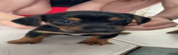 Jackshund dogs for sale: One boy left - Advert 2