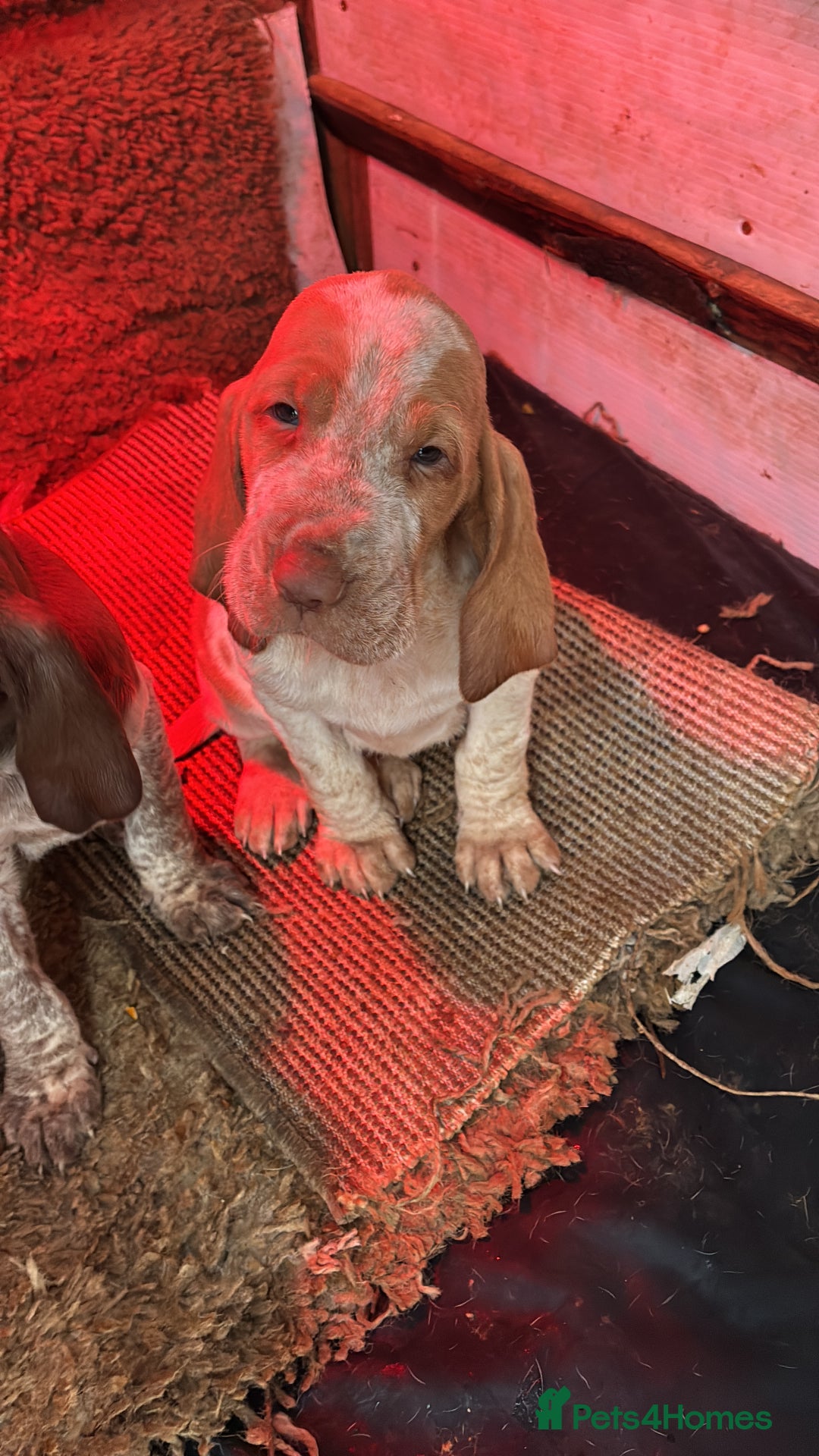 Bracco Italiano dogs for sale: Bracco pups  - Advert 5